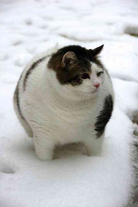 【画像】いろんな毛色の猫が見たい