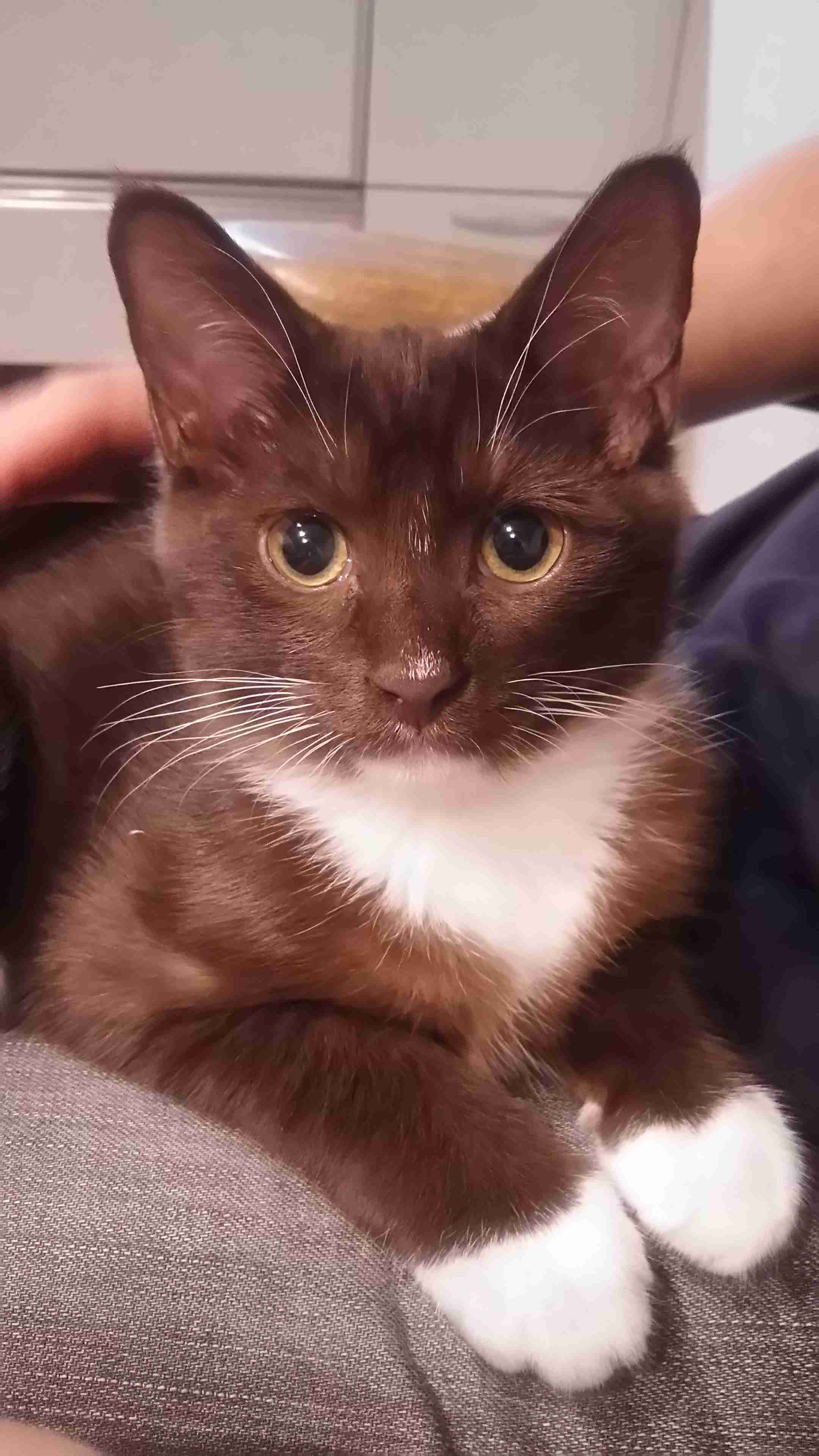 【画像】いろんな毛色の猫が見たい