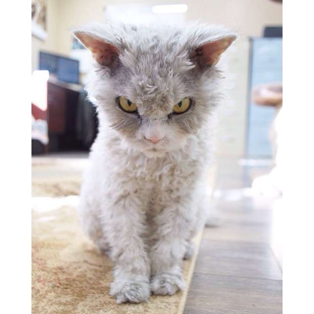 【画像】いろんな毛色の猫が見たい