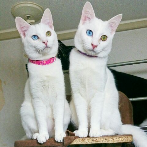 【画像】いろんな毛色の猫が見たい