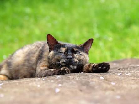 【画像】いろんな毛色の猫が見たい
