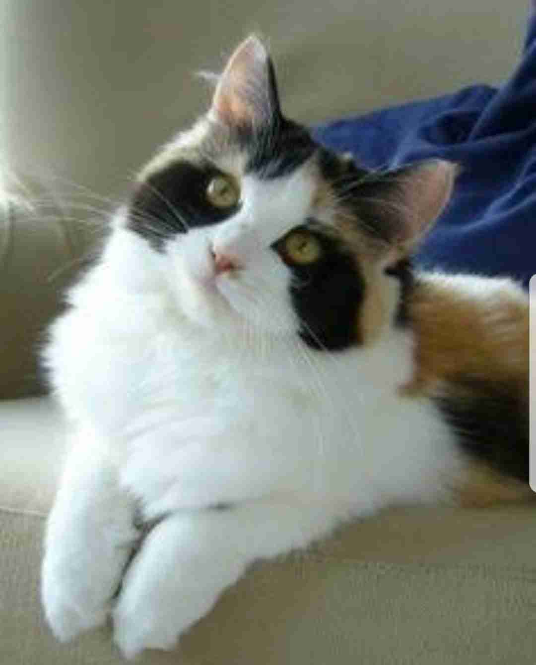 【画像】いろんな毛色の猫が見たい