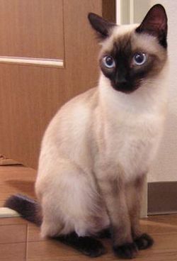 【画像】いろんな毛色の猫が見たい
