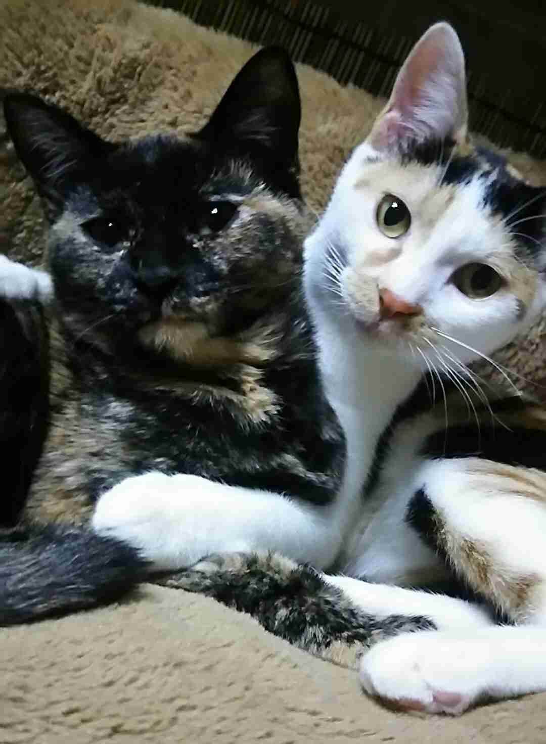 【画像】いろんな毛色の猫が見たい