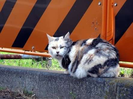 【画像】いろんな毛色の猫が見たい