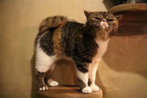 【画像】いろんな毛色の猫が見たい