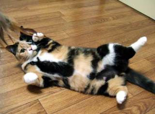【画像】いろんな毛色の猫が見たい