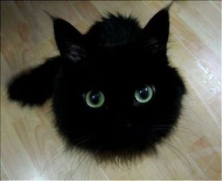 【画像】いろんな毛色の猫が見たい