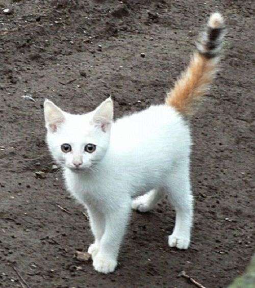 【画像】いろんな毛色の猫が見たい