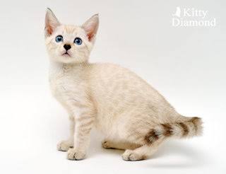 【画像】いろんな毛色の猫が見たい
