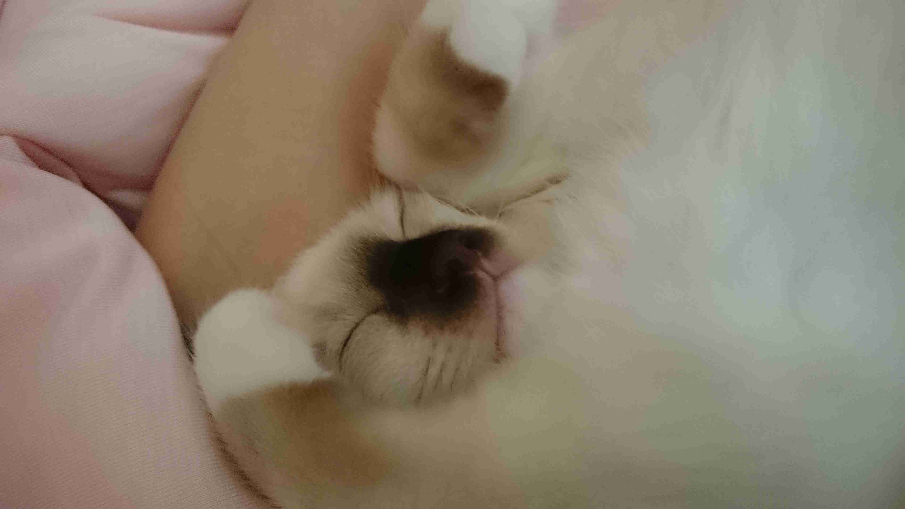 【画像】いろんな毛色の猫が見たい