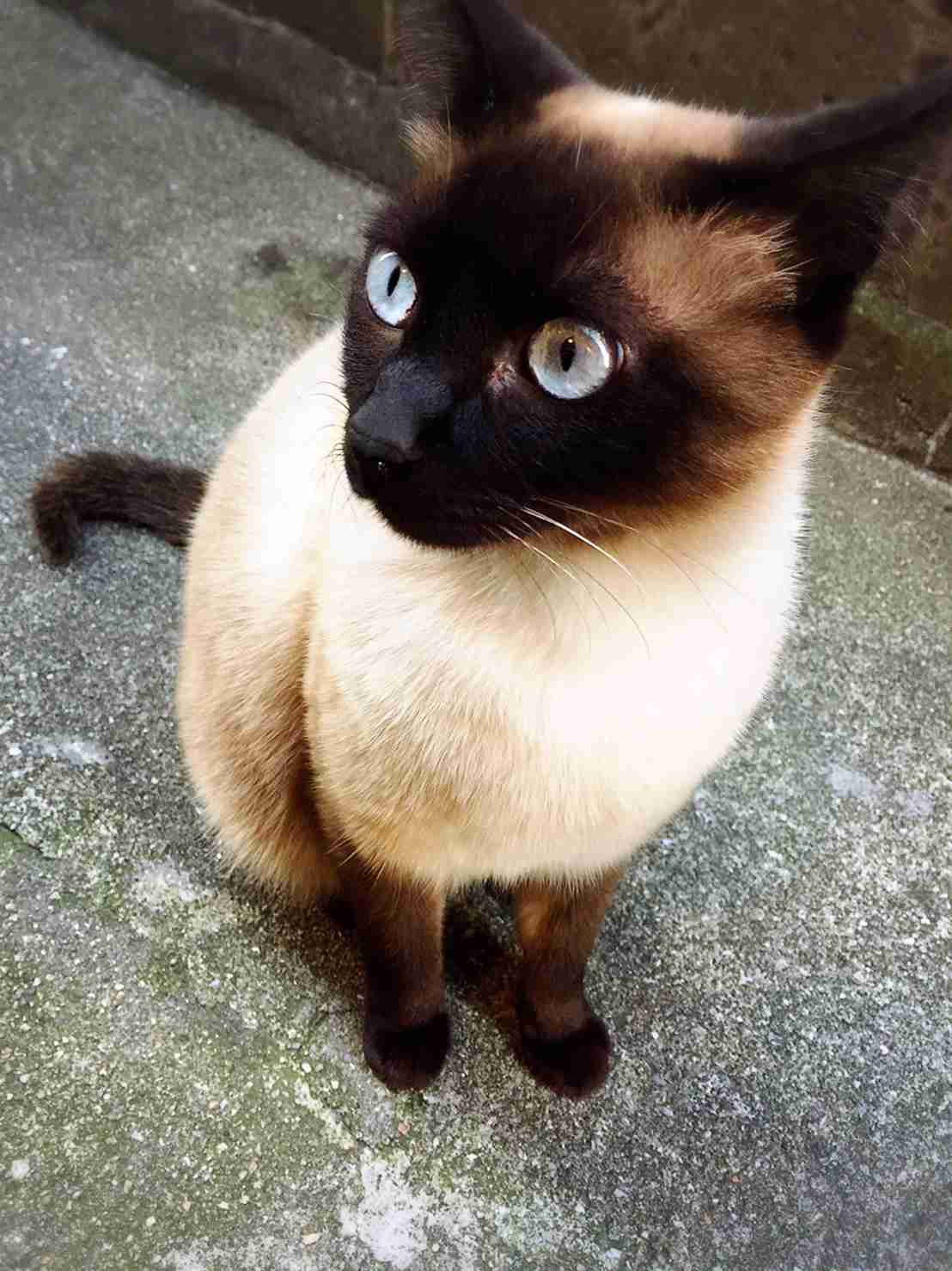 【画像】いろんな毛色の猫が見たい