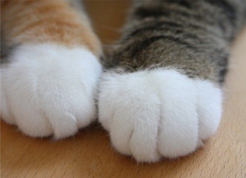 【画像】いろんな毛色の猫が見たい