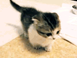 【画像】いろんな毛色の猫が見たい