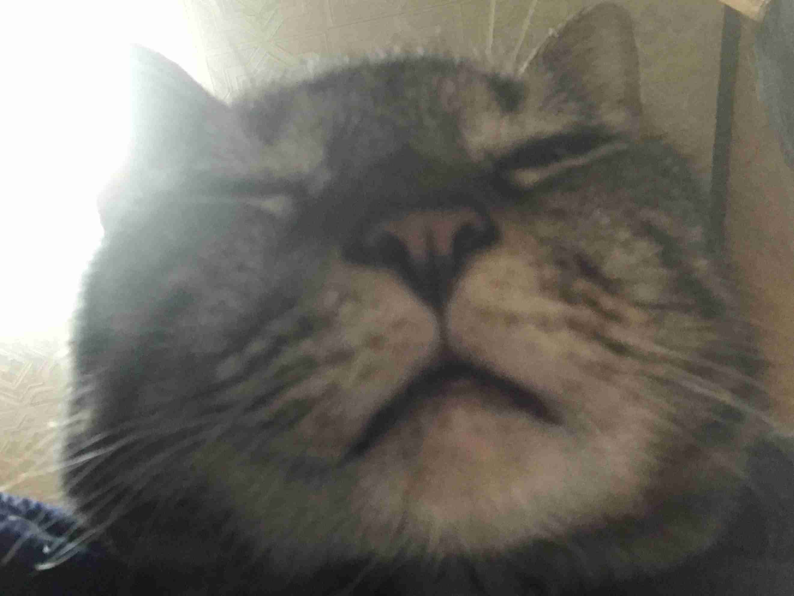 【画像】いろんな毛色の猫が見たい