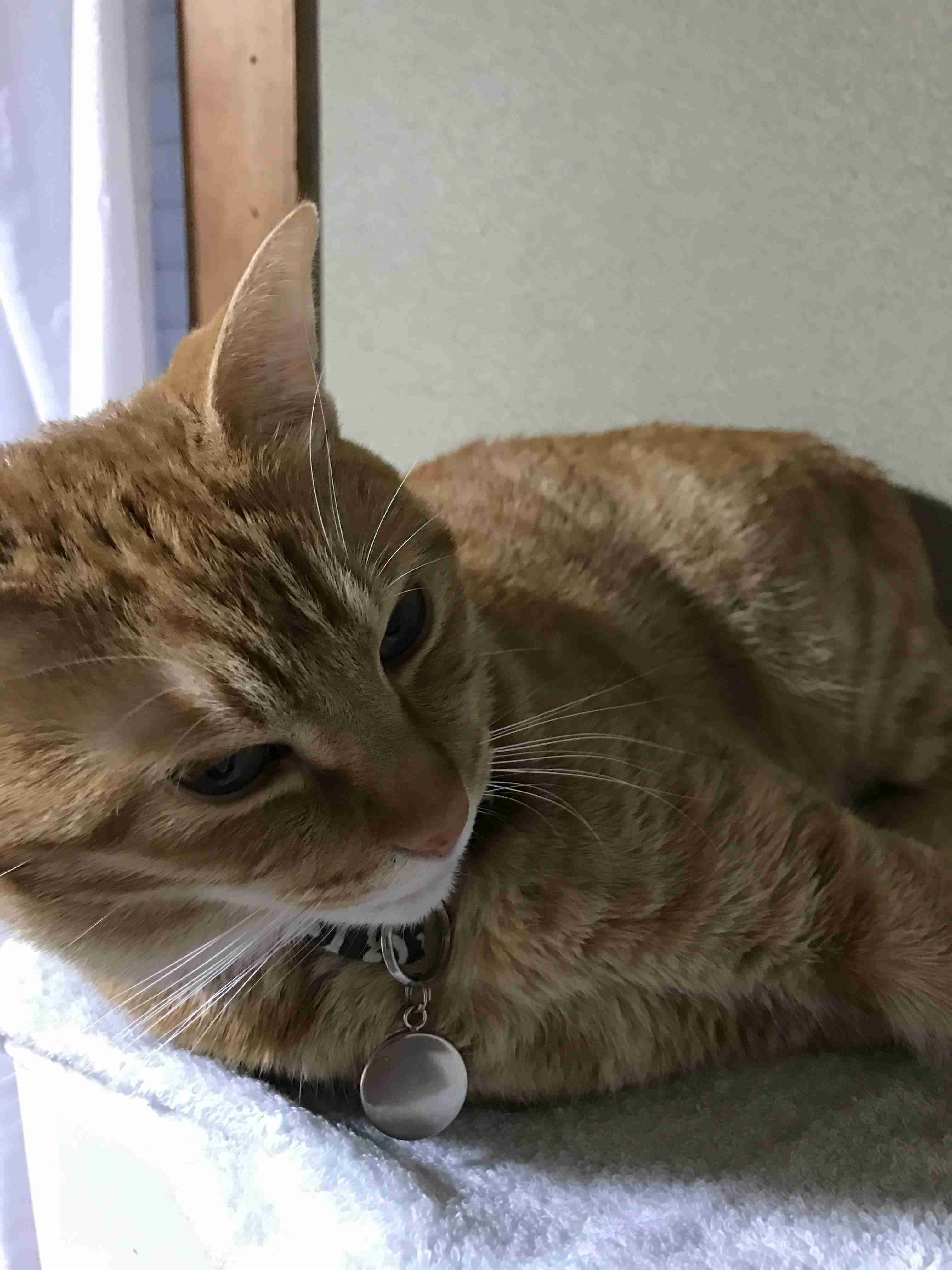 【画像】いろんな毛色の猫が見たい