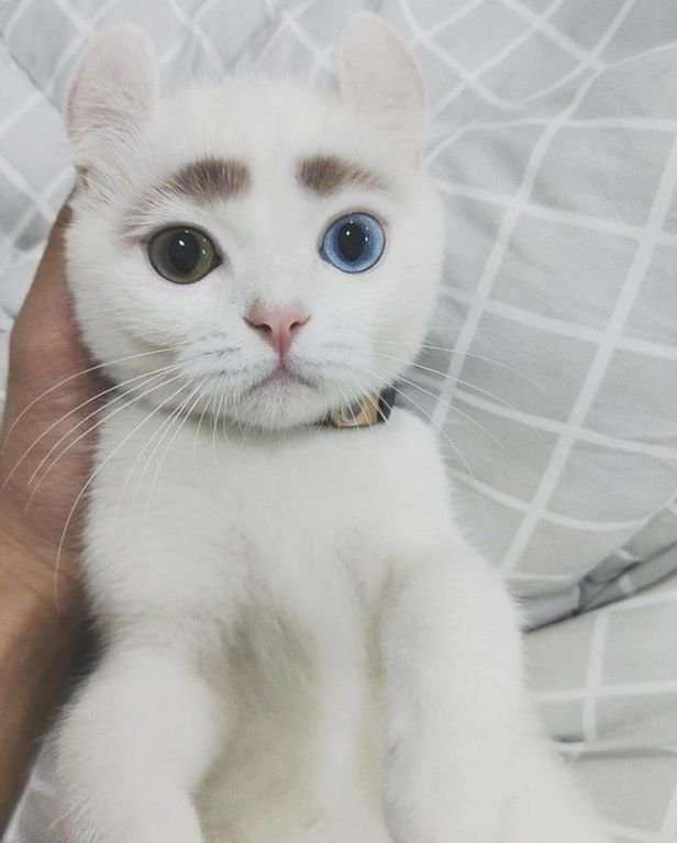 【画像】いろんな毛色の猫が見たい
