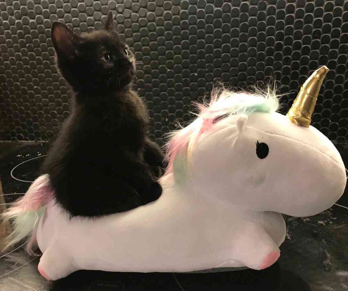 【画像】いろんな毛色の猫が見たい