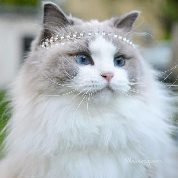 【画像】いろんな毛色の猫が見たい