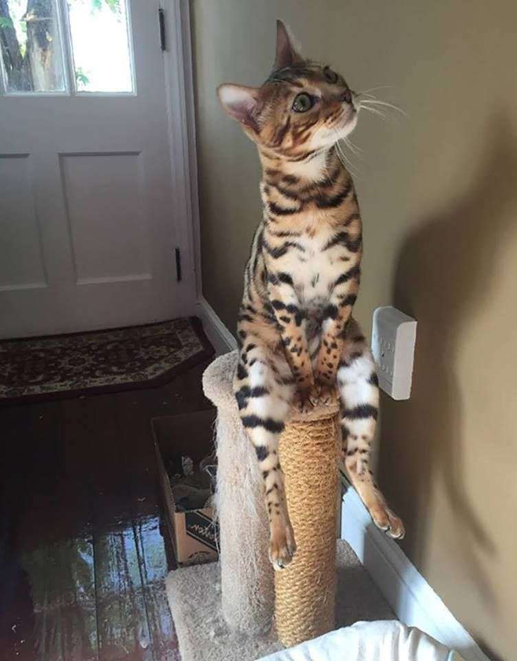 【画像】いろんな毛色の猫が見たい
