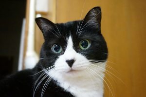 【画像】いろんな毛色の猫が見たい
