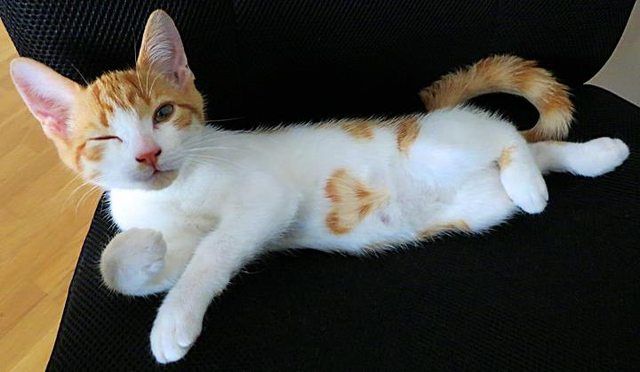 【画像】いろんな毛色の猫が見たい