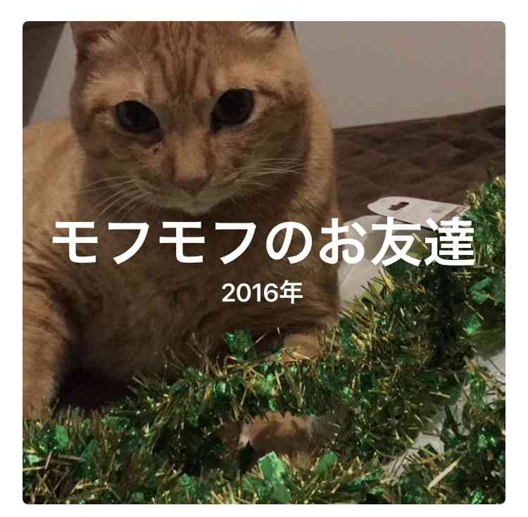【画像】いろんな毛色の猫が見たい