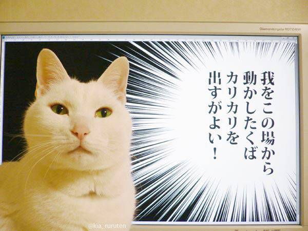 【画像】いろんな毛色の猫が見たい