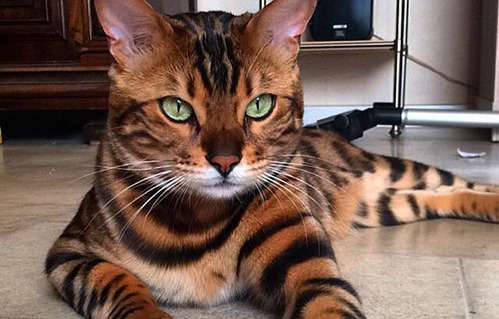 【画像】いろんな毛色の猫が見たい