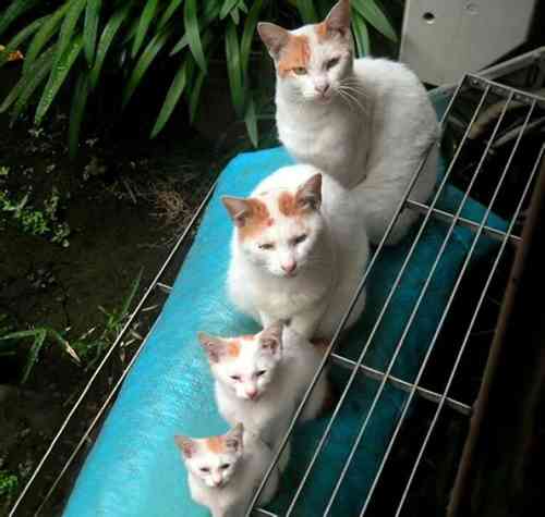 【画像】いろんな毛色の猫が見たい