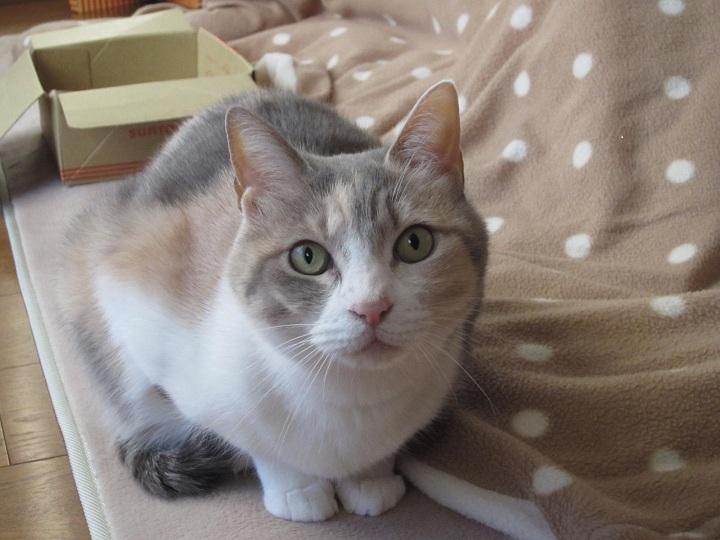 【画像】いろんな毛色の猫が見たい