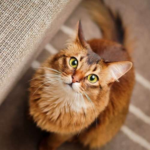 【画像】いろんな毛色の猫が見たい