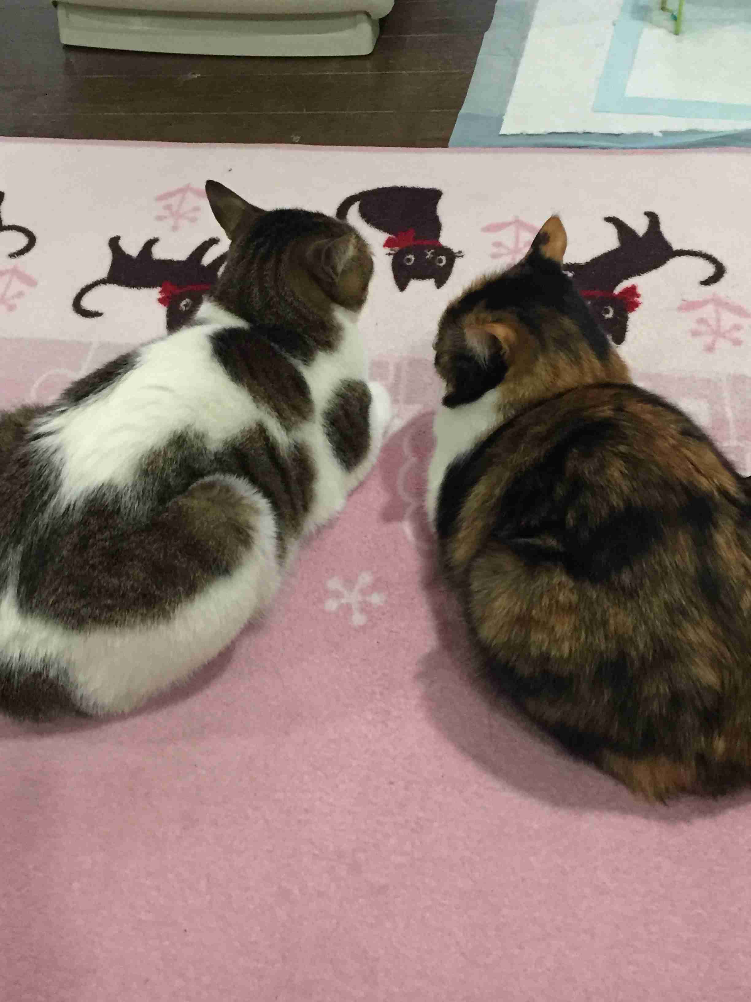 【画像】いろんな毛色の猫が見たい