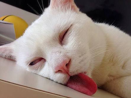 【画像】いろんな毛色の猫が見たい