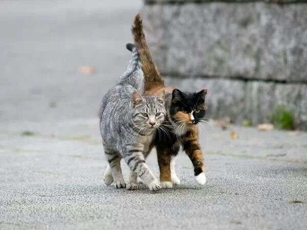 【画像】いろんな毛色の猫が見たい