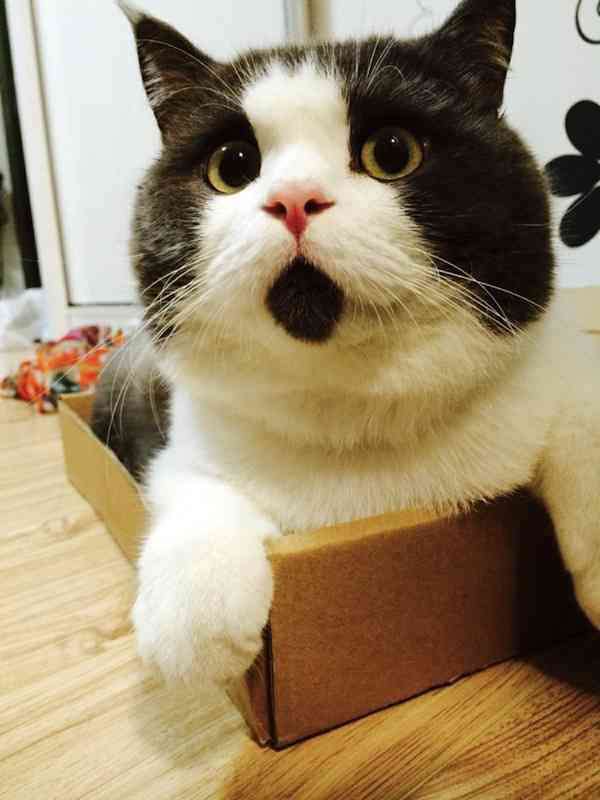 【画像】いろんな毛色の猫が見たい