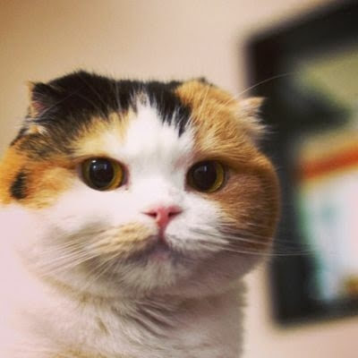【画像】いろんな毛色の猫が見たい
