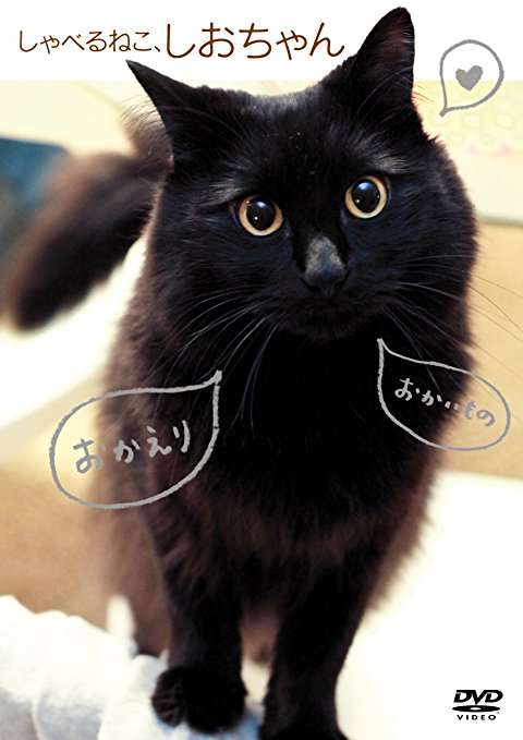 【画像】いろんな毛色の猫が見たい