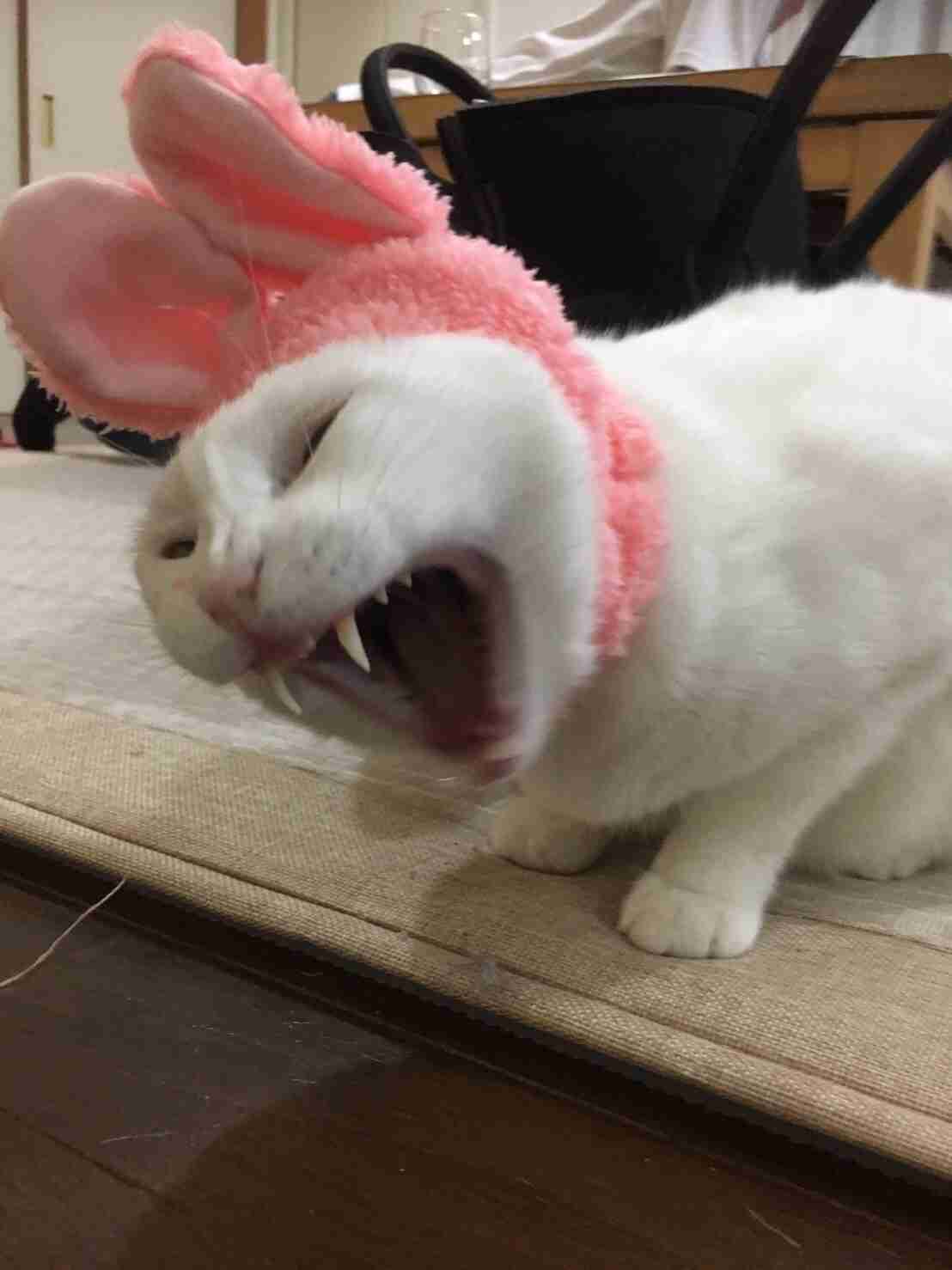 【画像】いろんな毛色の猫が見たい