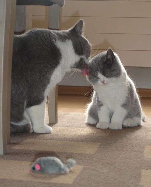 【画像】いろんな毛色の猫が見たい