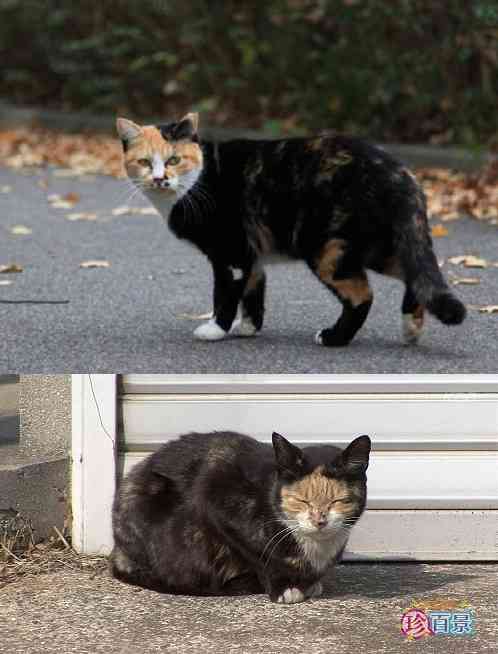 【画像】いろんな毛色の猫が見たい