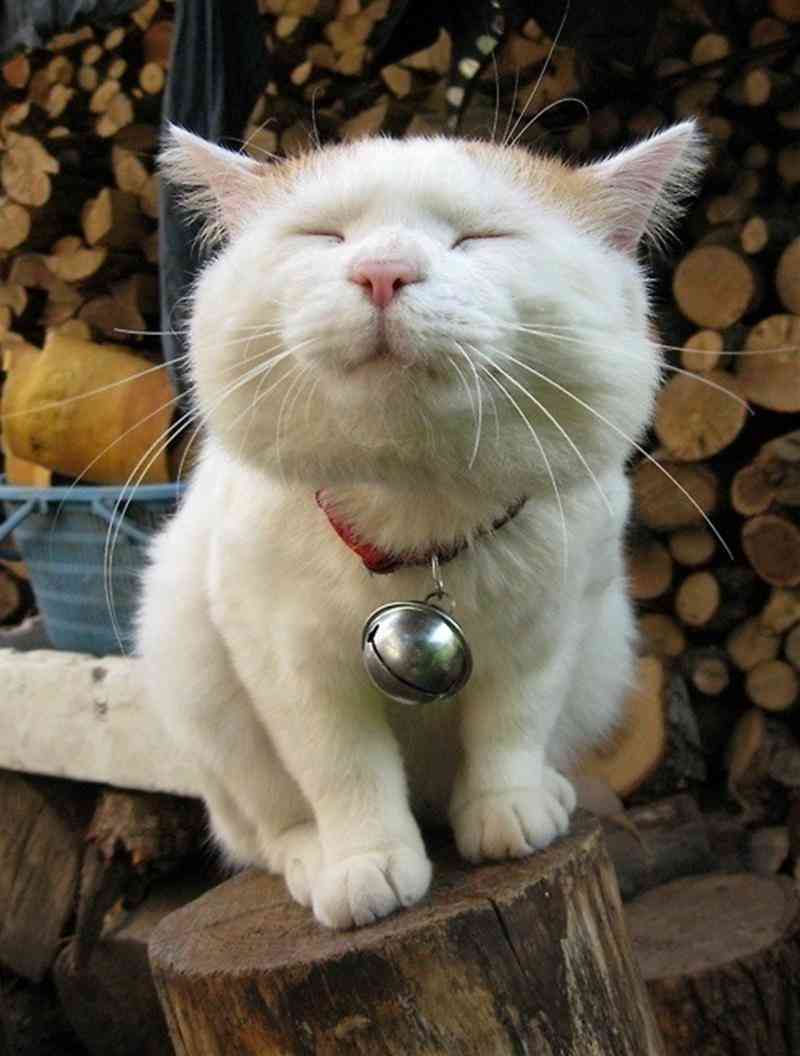 【画像】いろんな毛色の猫が見たい
