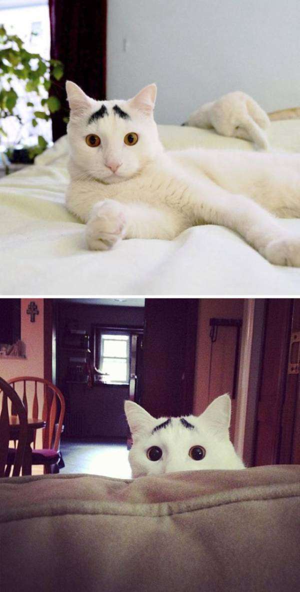 【画像】いろんな毛色の猫が見たい