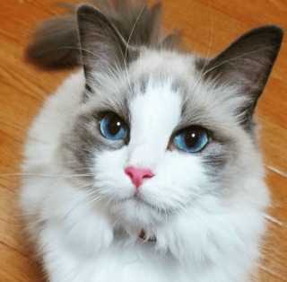【画像】いろんな毛色の猫が見たい