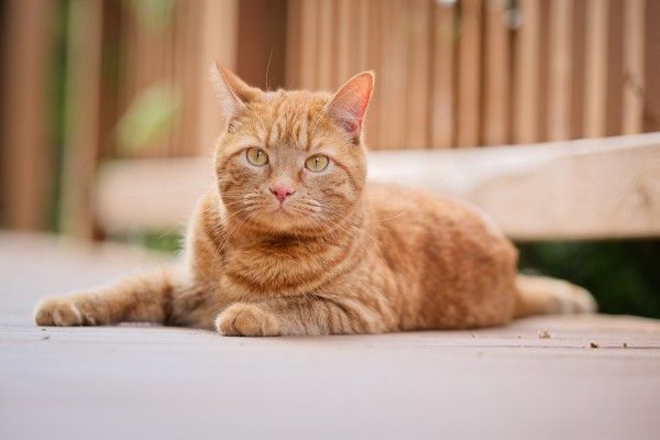 【画像】いろんな毛色の猫が見たい