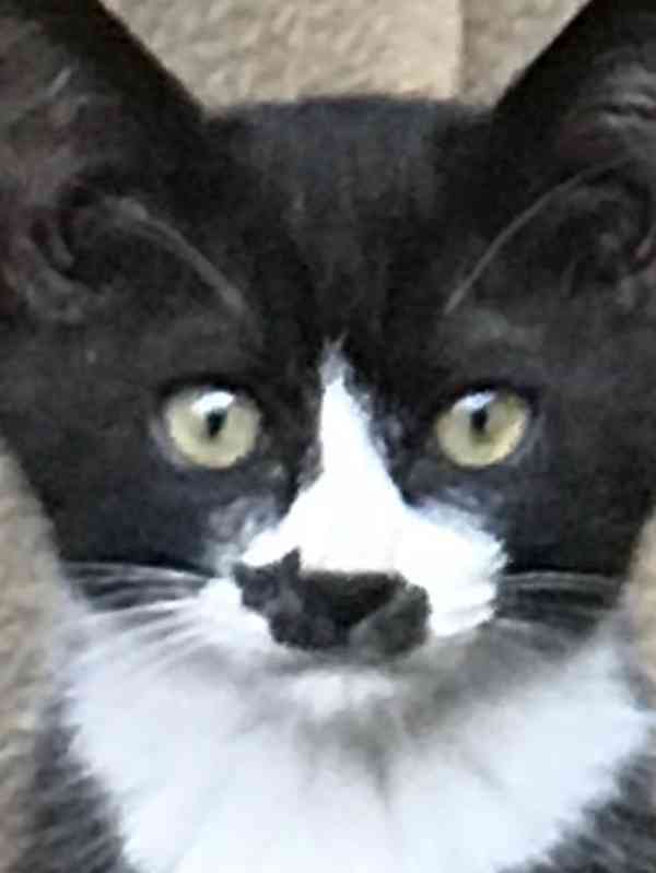 【画像】いろんな毛色の猫が見たい