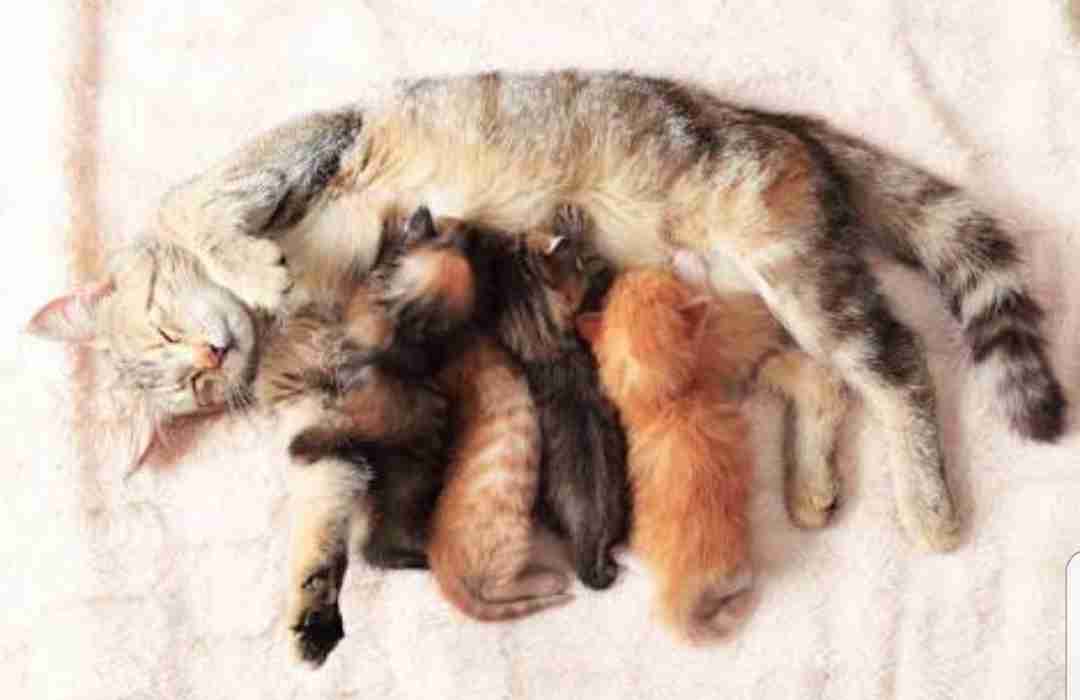 【画像】いろんな毛色の猫が見たい