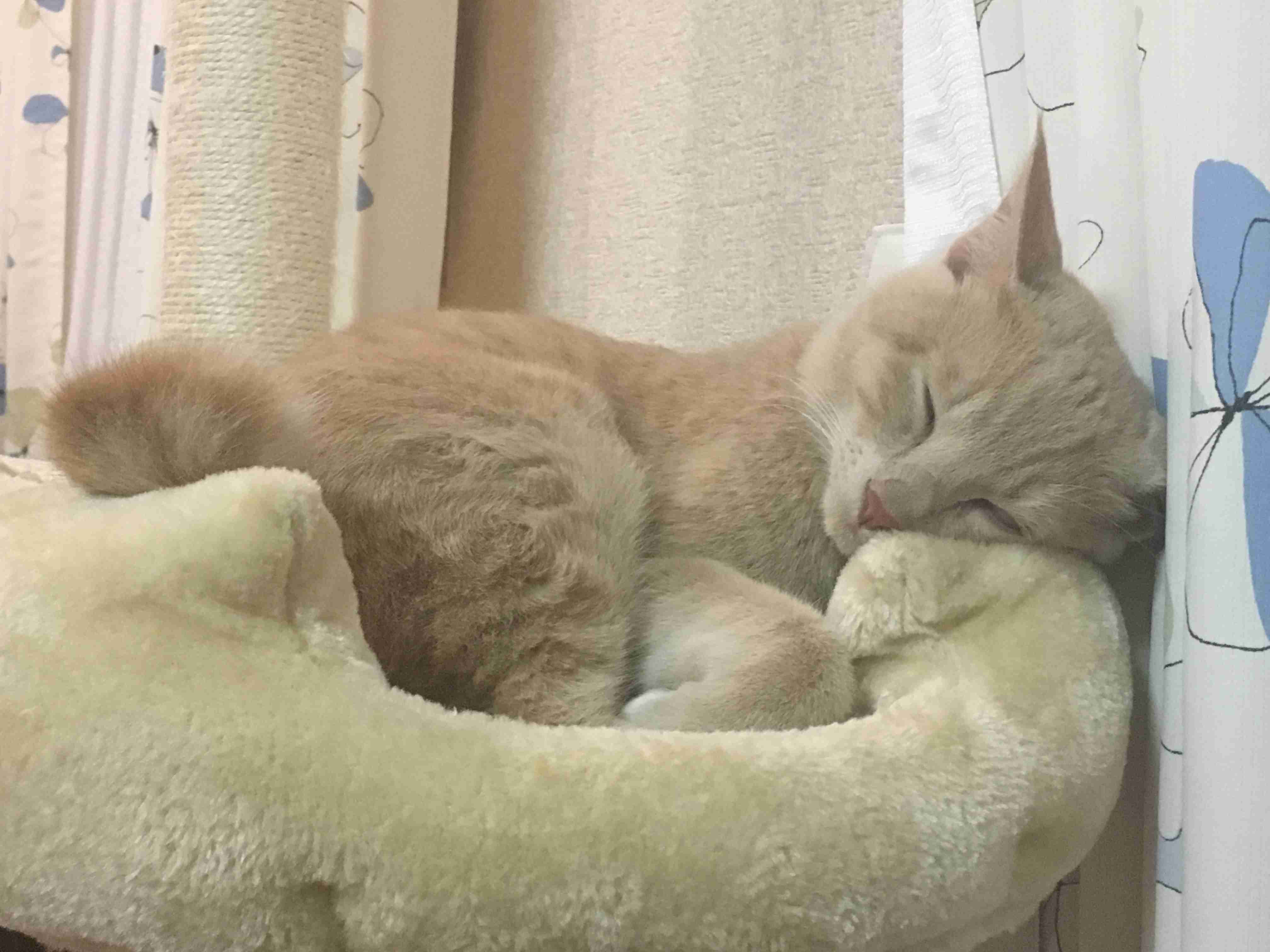 【画像】いろんな毛色の猫が見たい