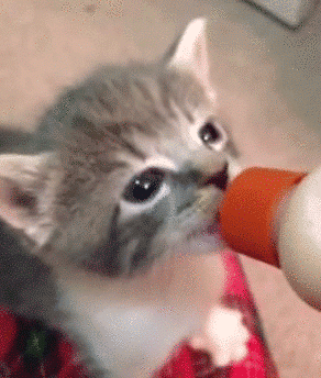 【画像】いろんな毛色の猫が見たい