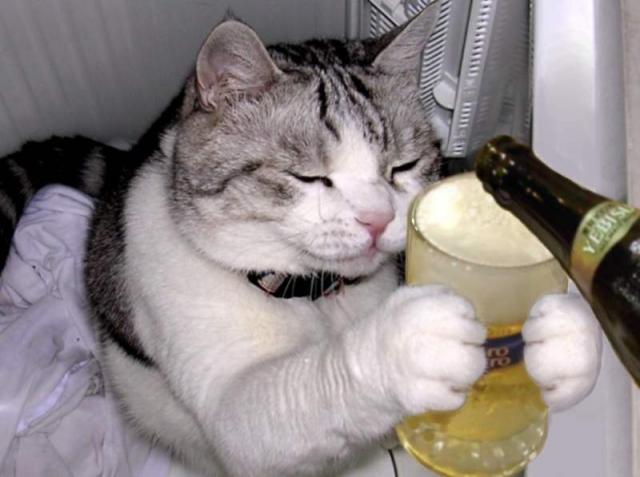 【画像】いろんな毛色の猫が見たい